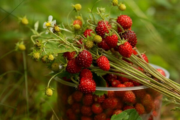 Ramitas de fresas con flores en un vaso transparente