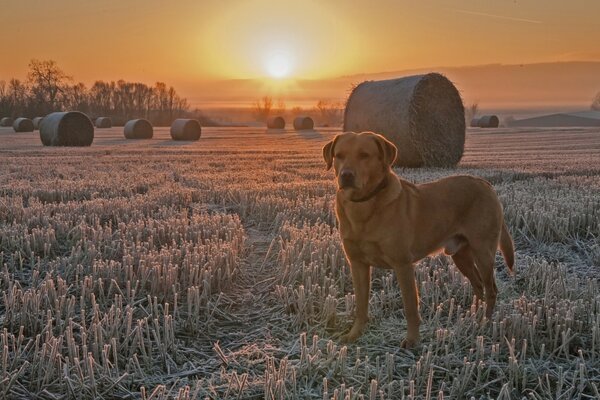 A dog in a field in the cold