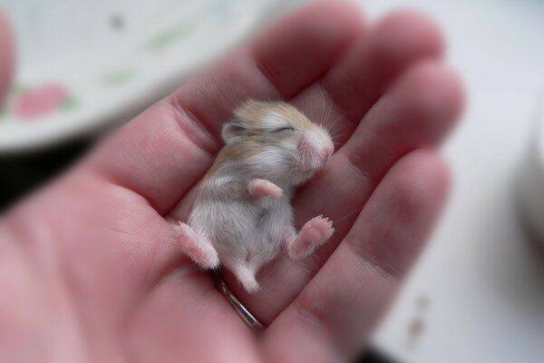 A small rodent sleeps on the palm of his hand