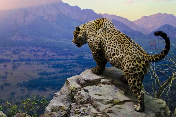 Beau guépard se dresse au sommet d une falaise et regarde vers le bas