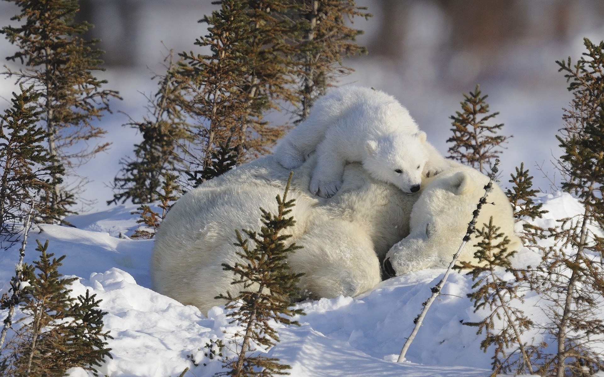 mother polar bear tender snow situation babes winter