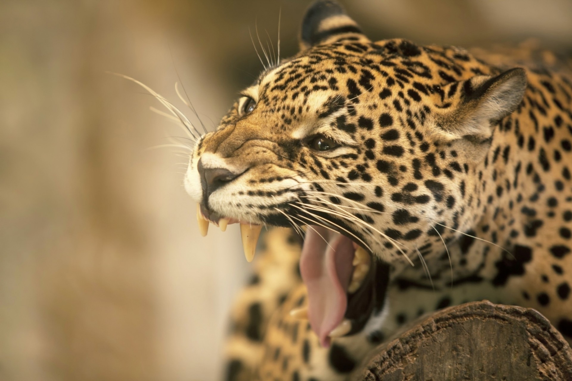 dientes jaguar boca colmillos gato montés lengua