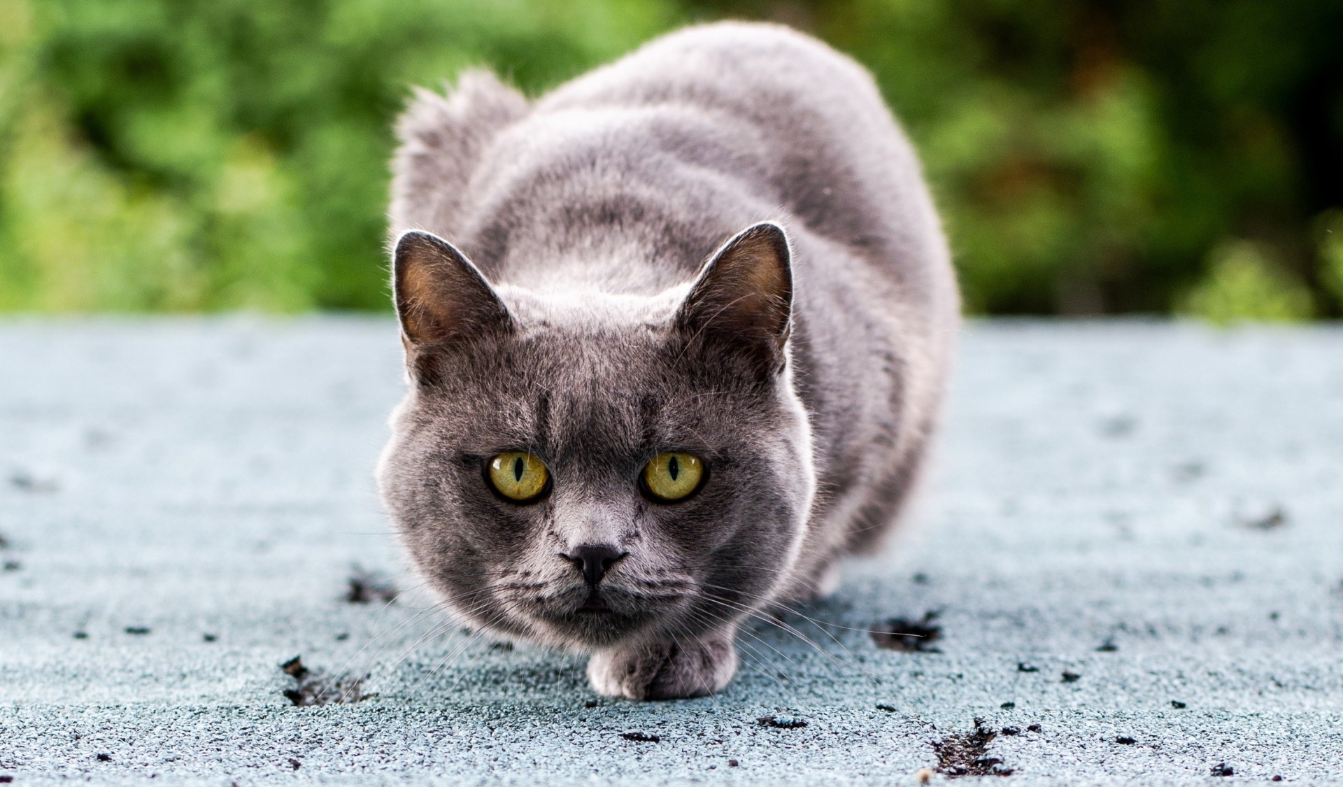 grey sitting eyes views cat