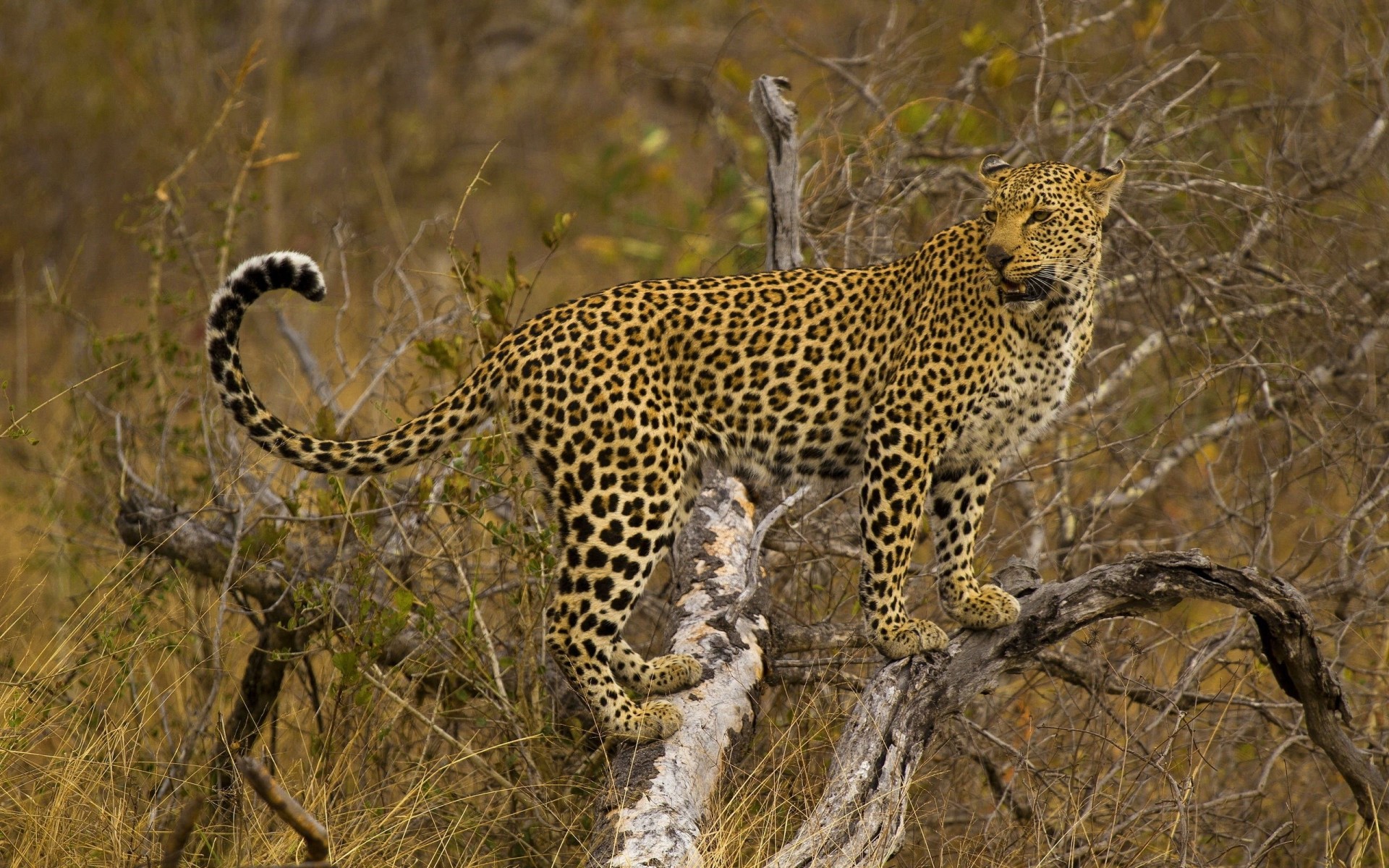 afrika safari savanne leopard fotografie