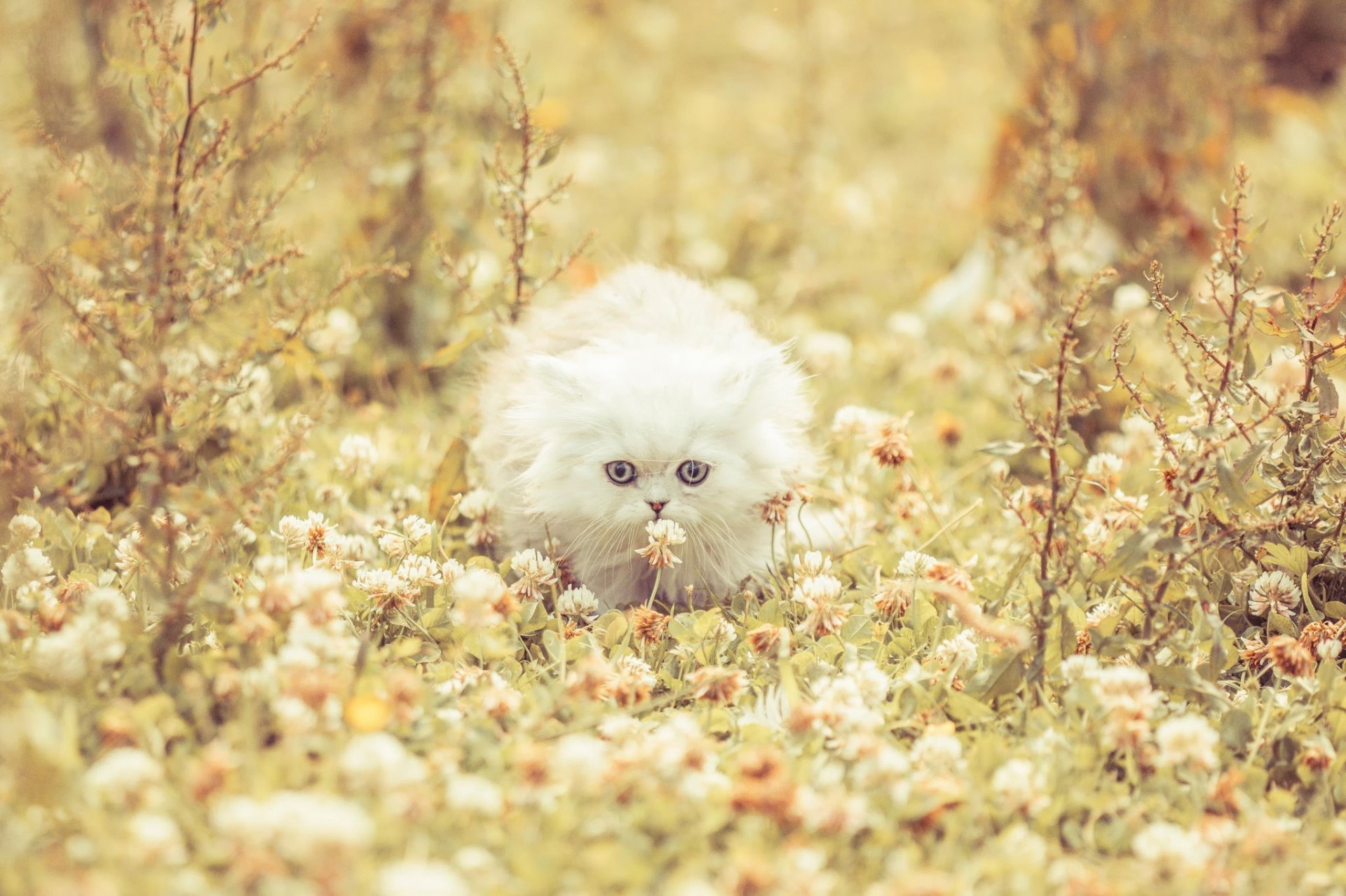 blanco trébol gato