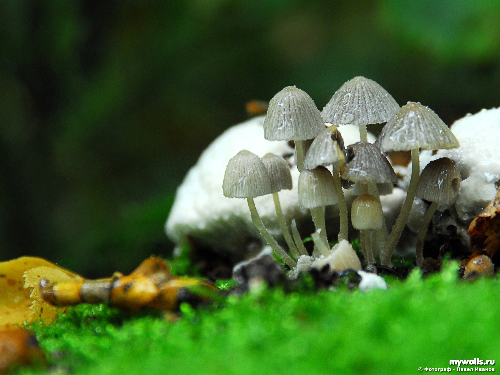 champignons venimeux herbe