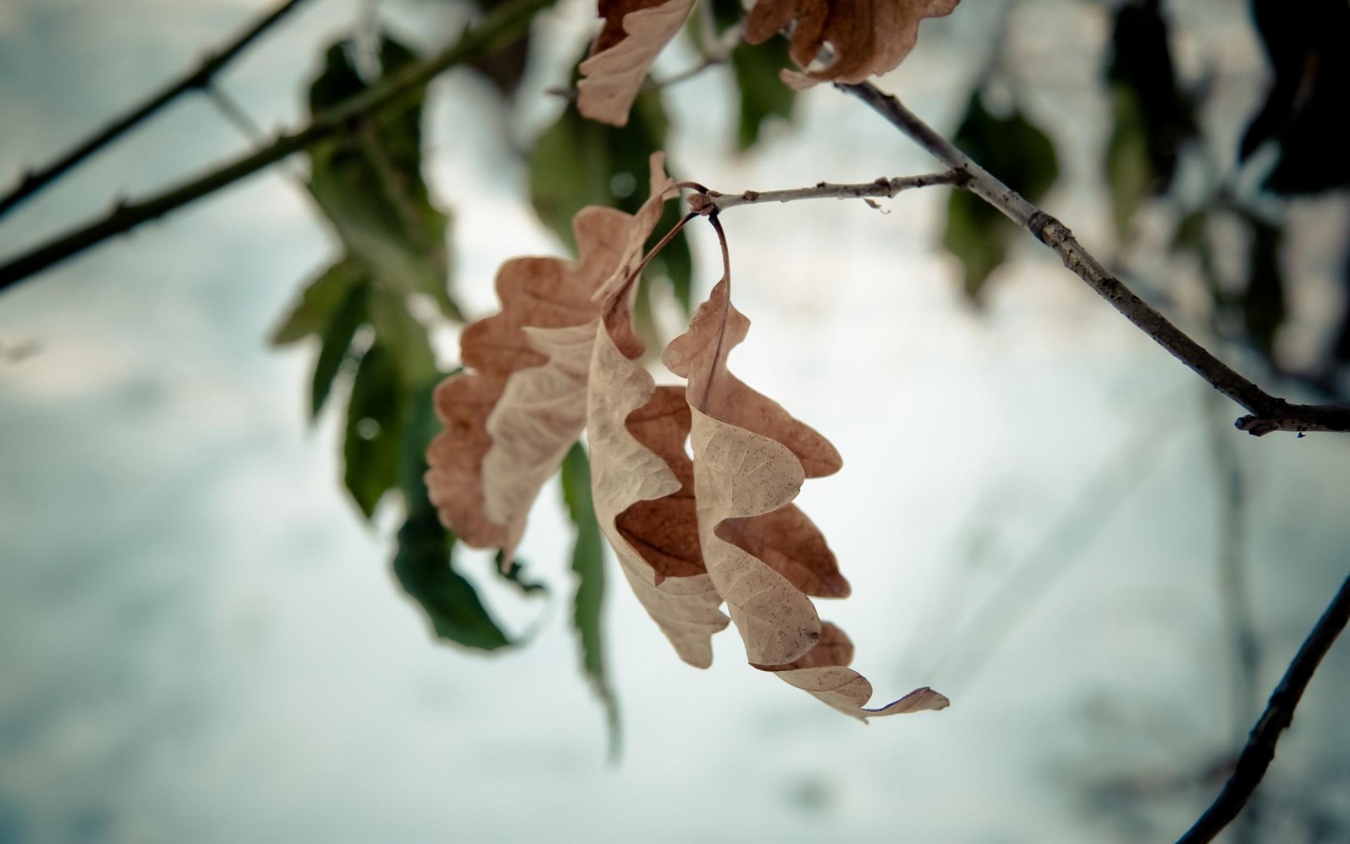 tree branch sheet