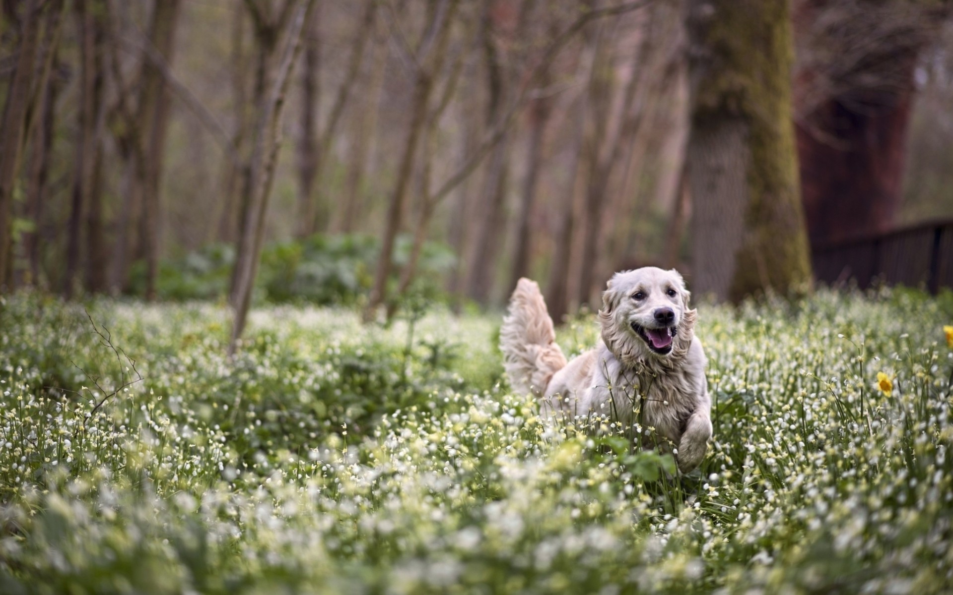 joie chien forêt fleurs marche printemps