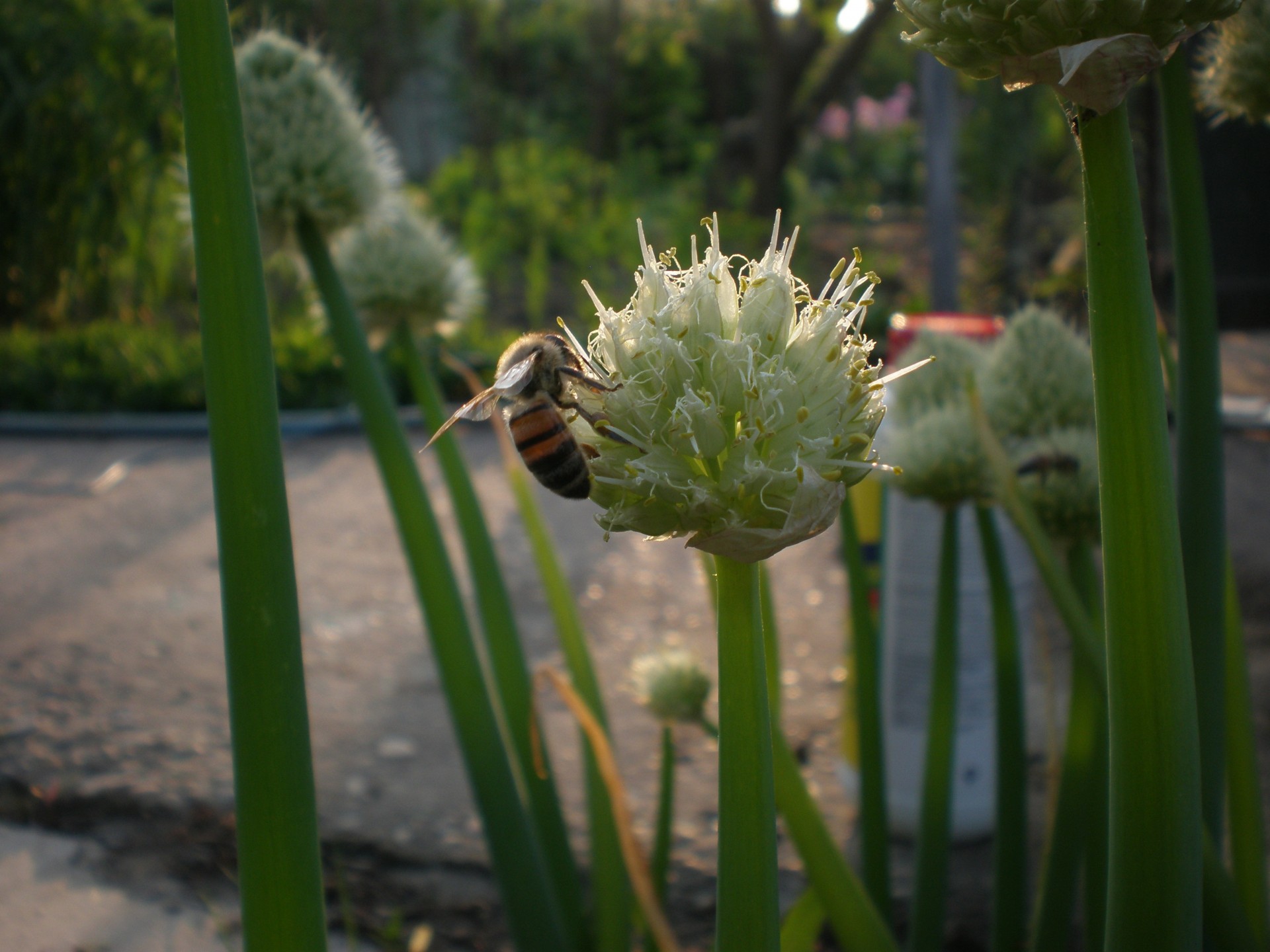 arc abeille lumière