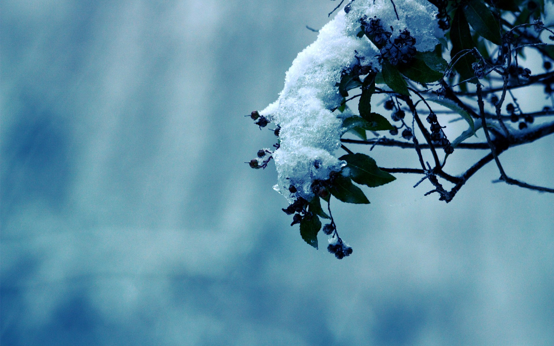 winter schnee zweig beeren