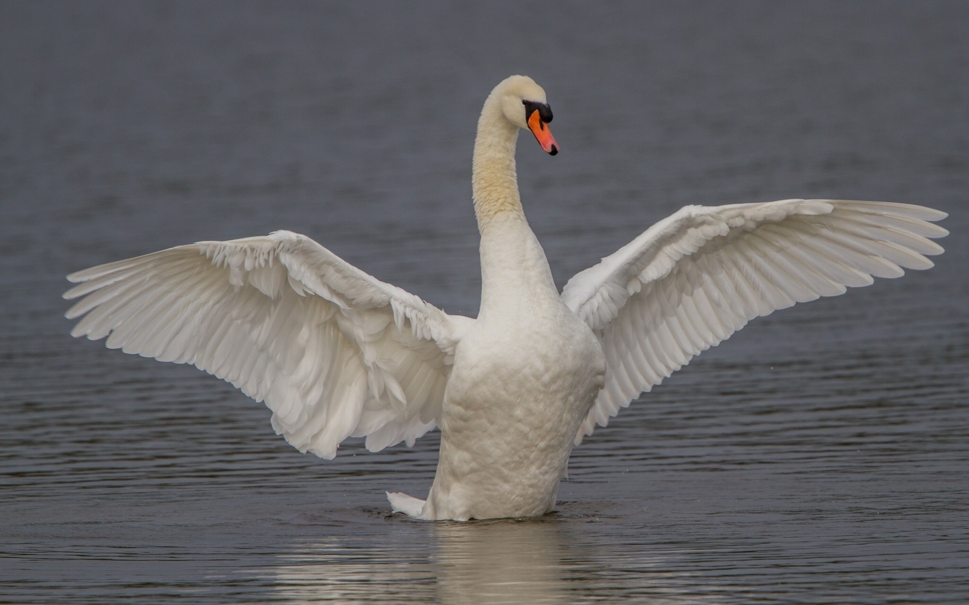 vögel flügel schwan