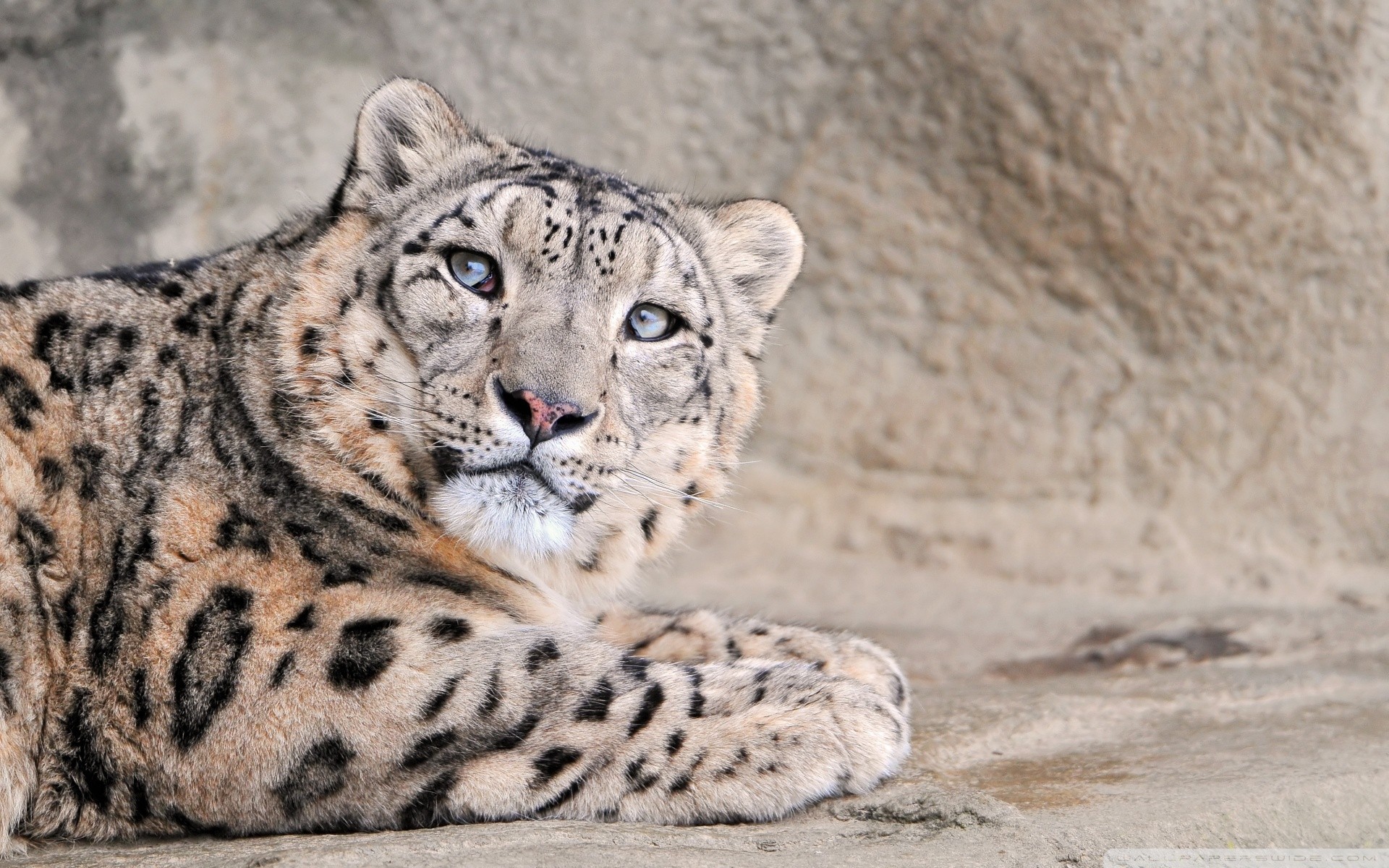 depredadores especies leopardo