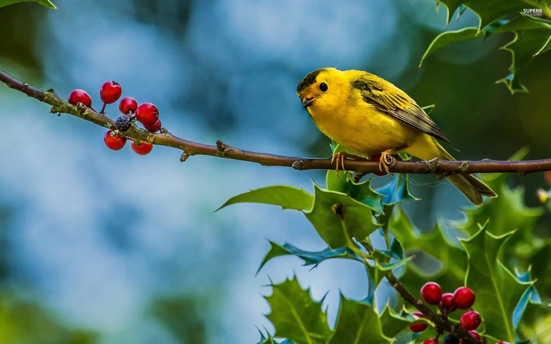 birds berries branch