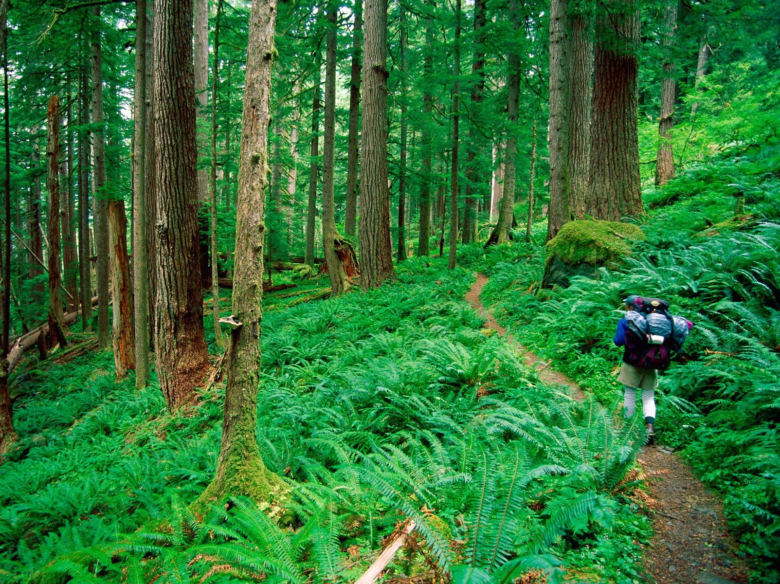 foresta erba turista