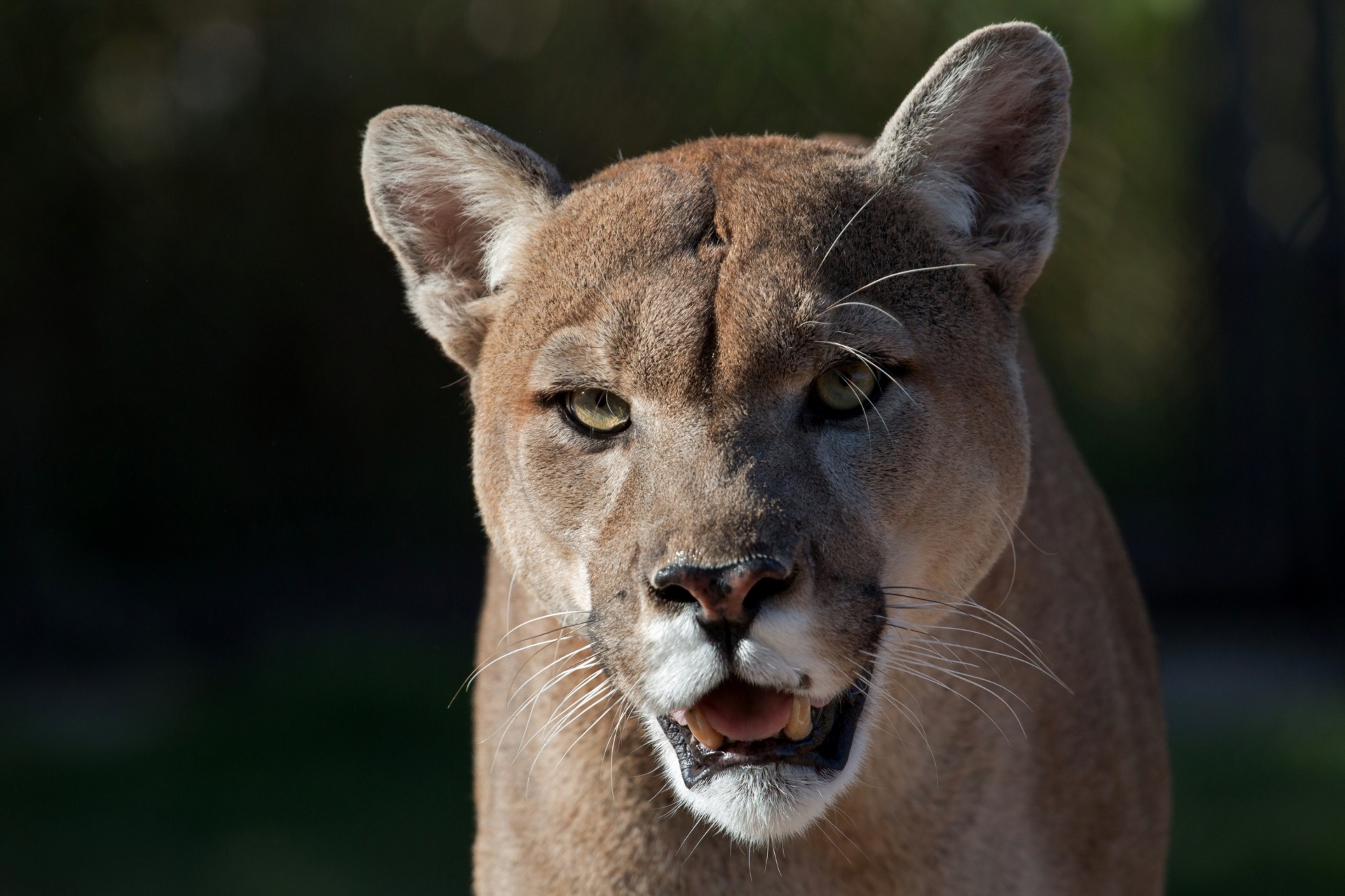 wildkatze zähne puma berglöwe