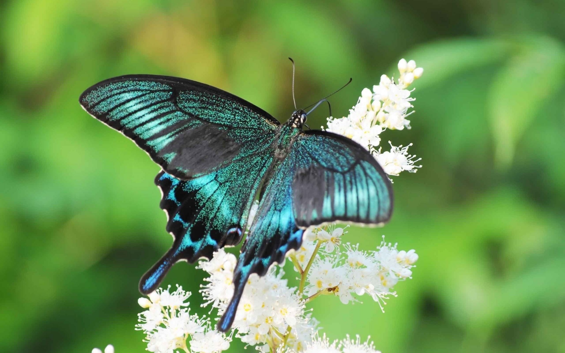 ailboats flower swallowtail summer