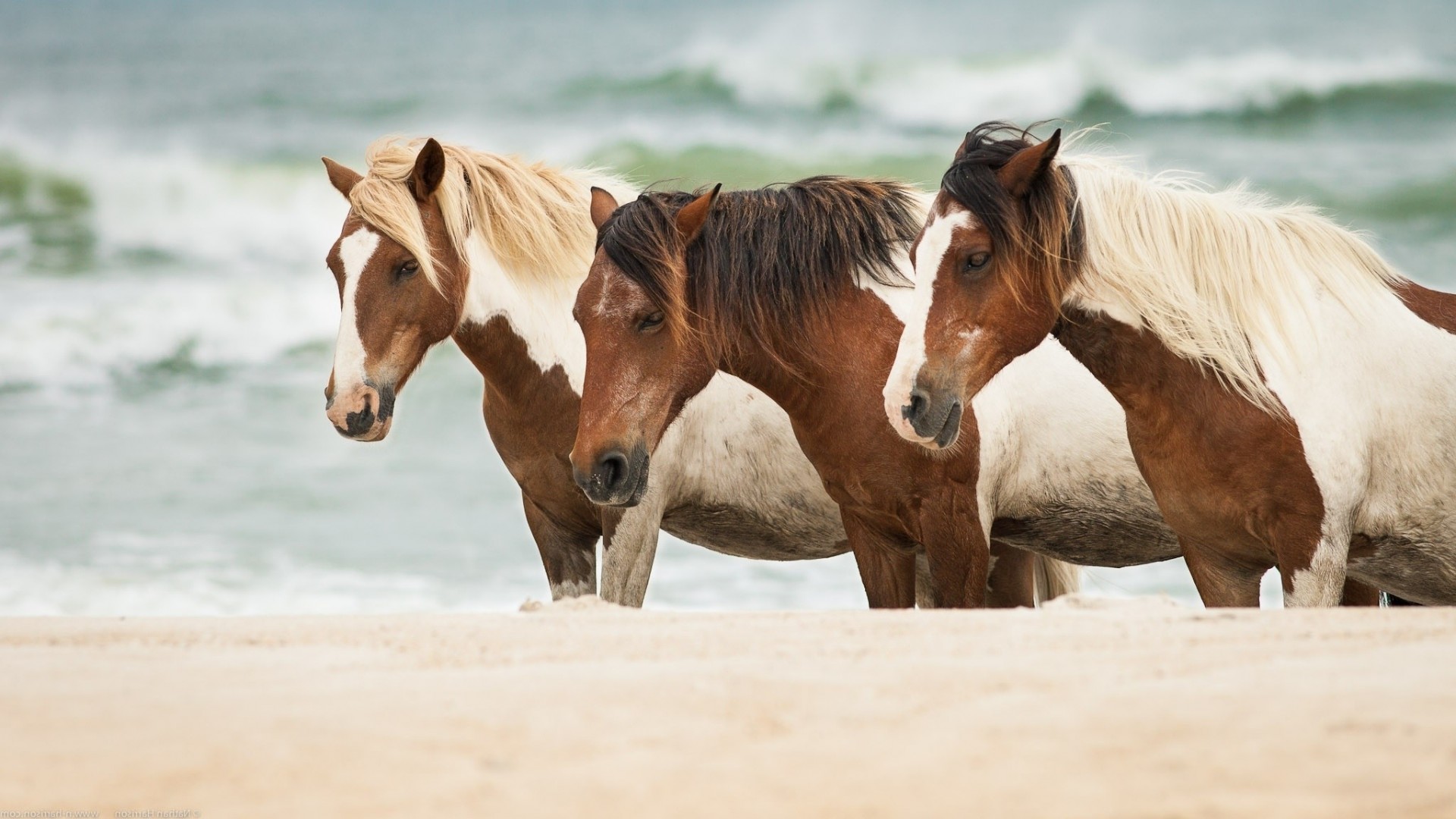 arena mar caballos