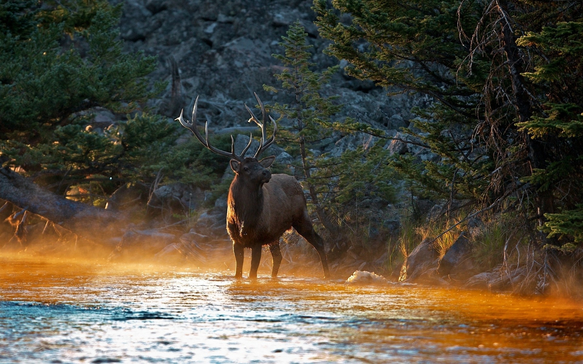 river nature tree light shadow mountain reindeer