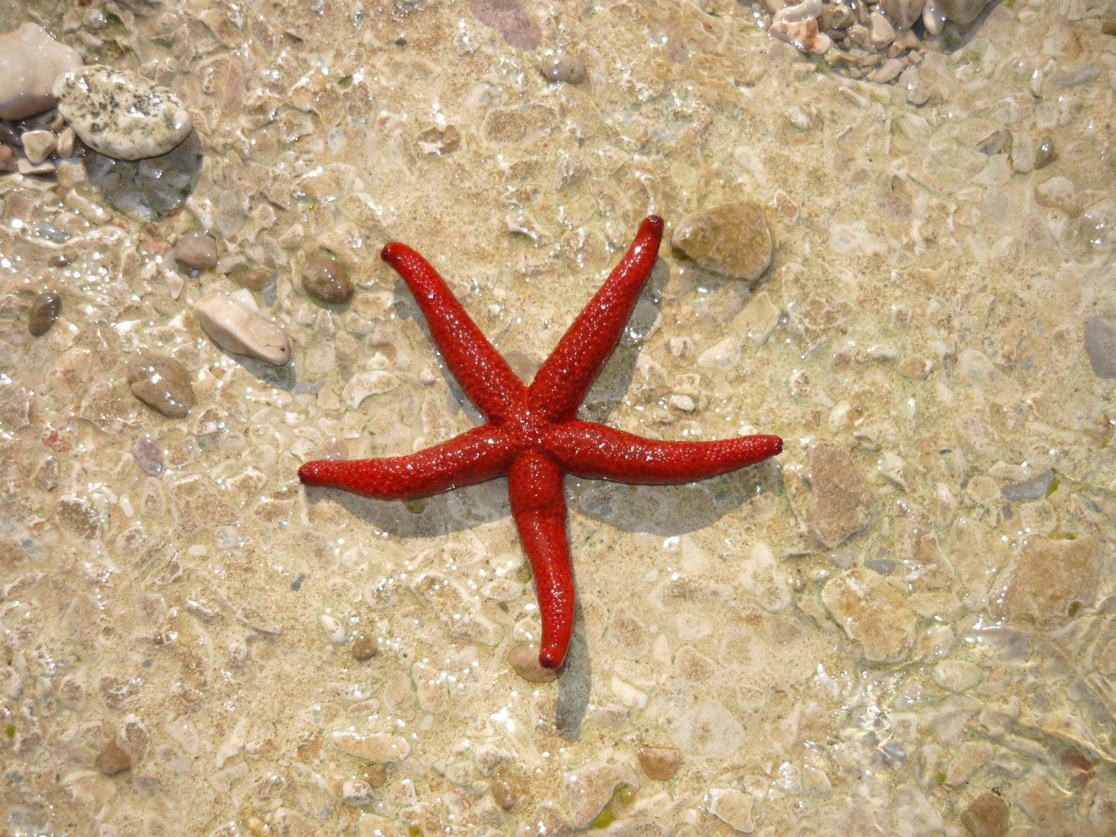 estrellas de mar agua piedras