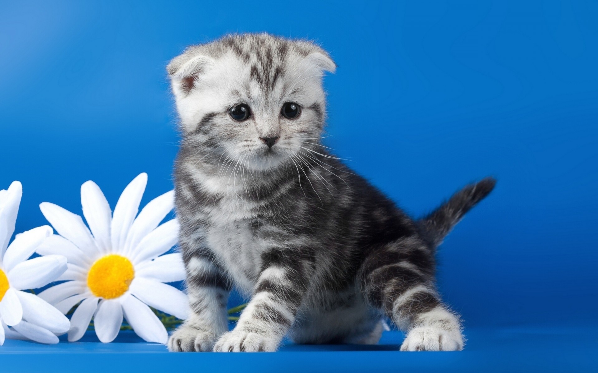 chamomile cat flower