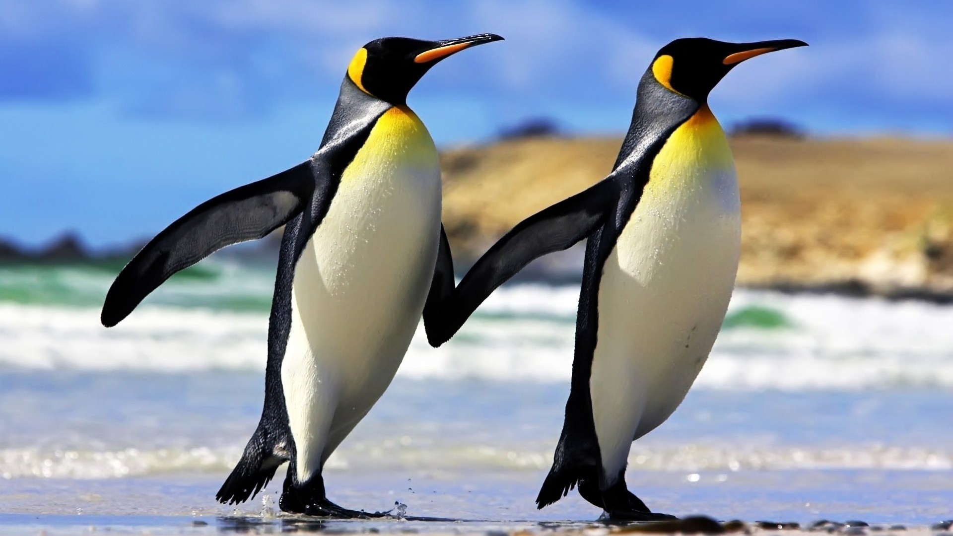 pingüino pingüinos pareja