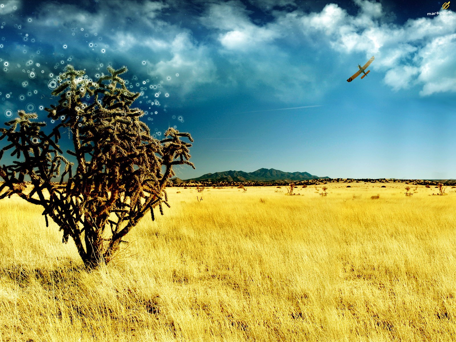 steppe berge baum himmel flugzeug trocken gras