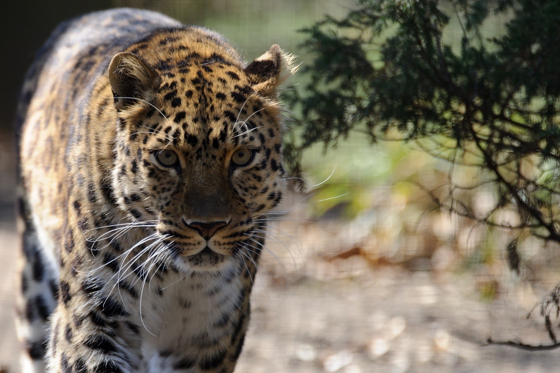 dientes gato salvaje leopardo