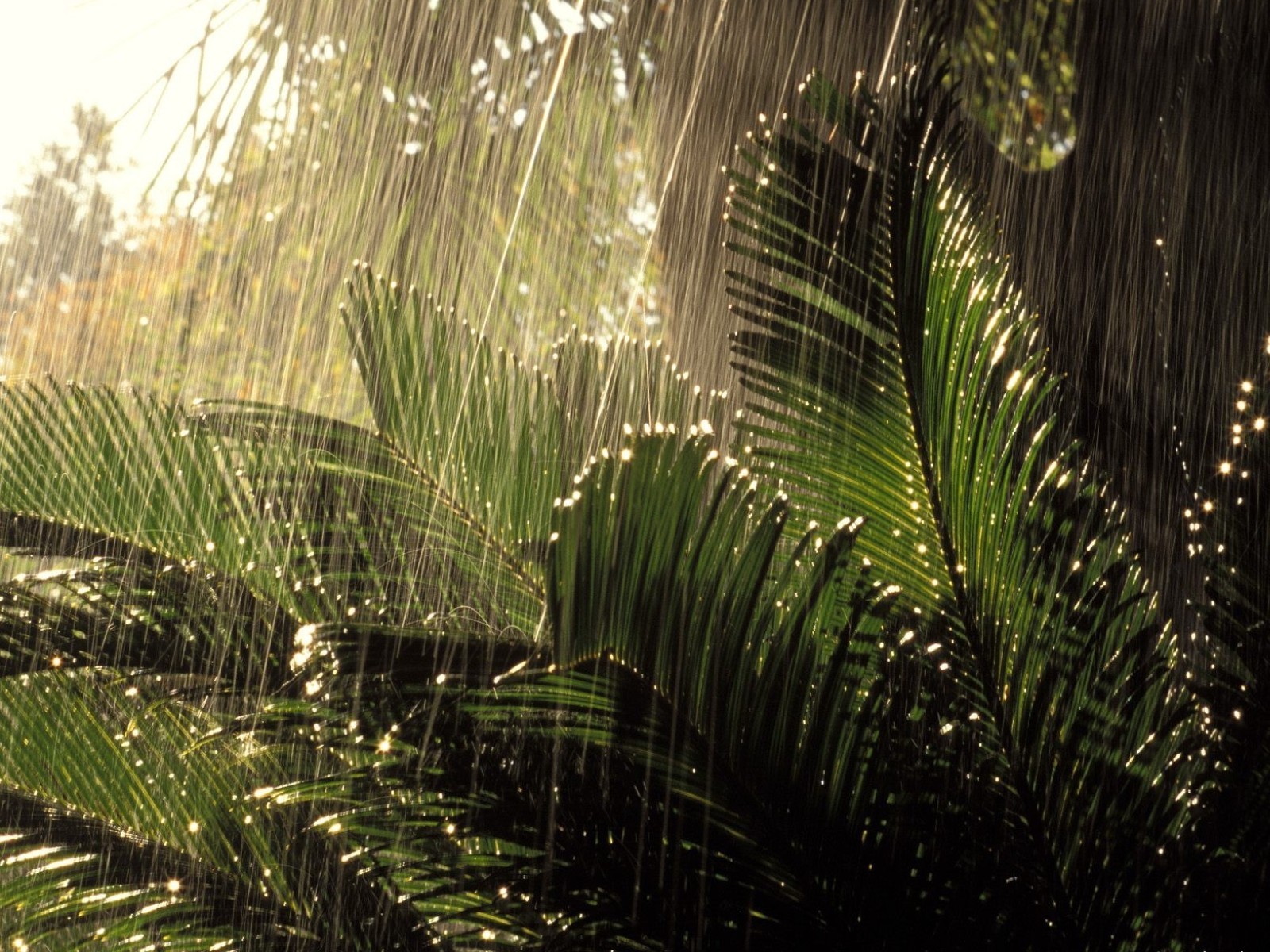 jungle rain nature