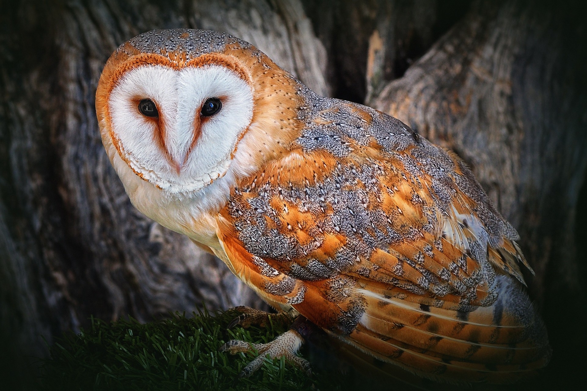 vögel eule baum