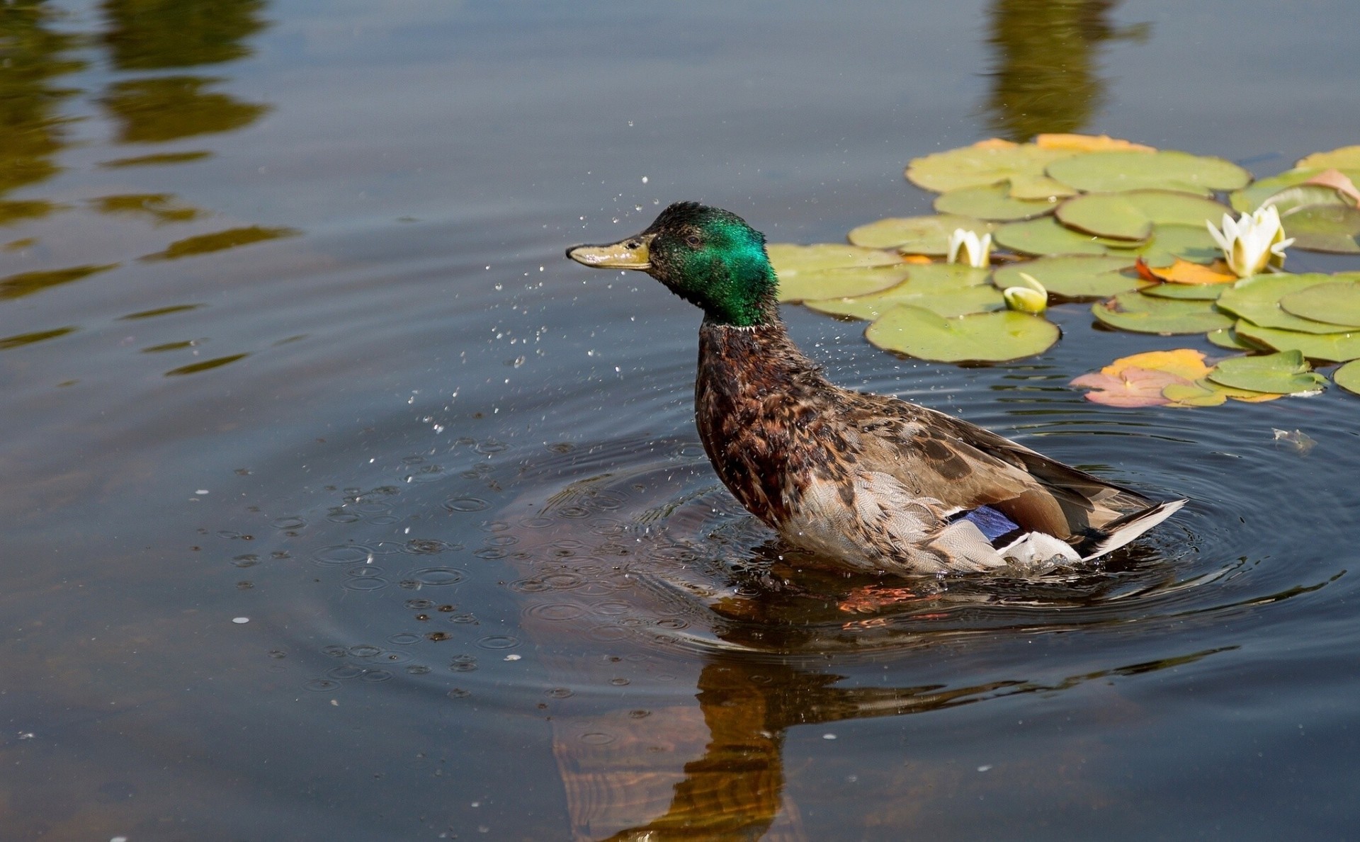 duck water lilies water ninja