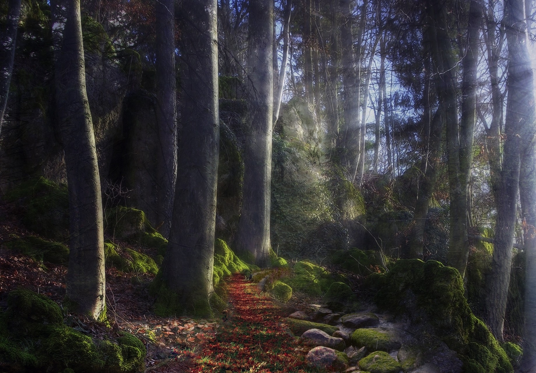 bosque luz camino