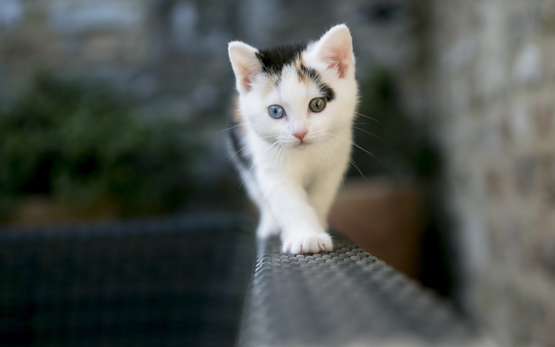 fond chat clôture