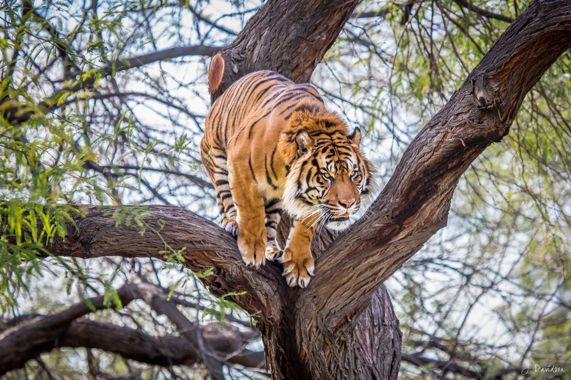 estados unidos cachorro de león árbol arizona tigre phoenix