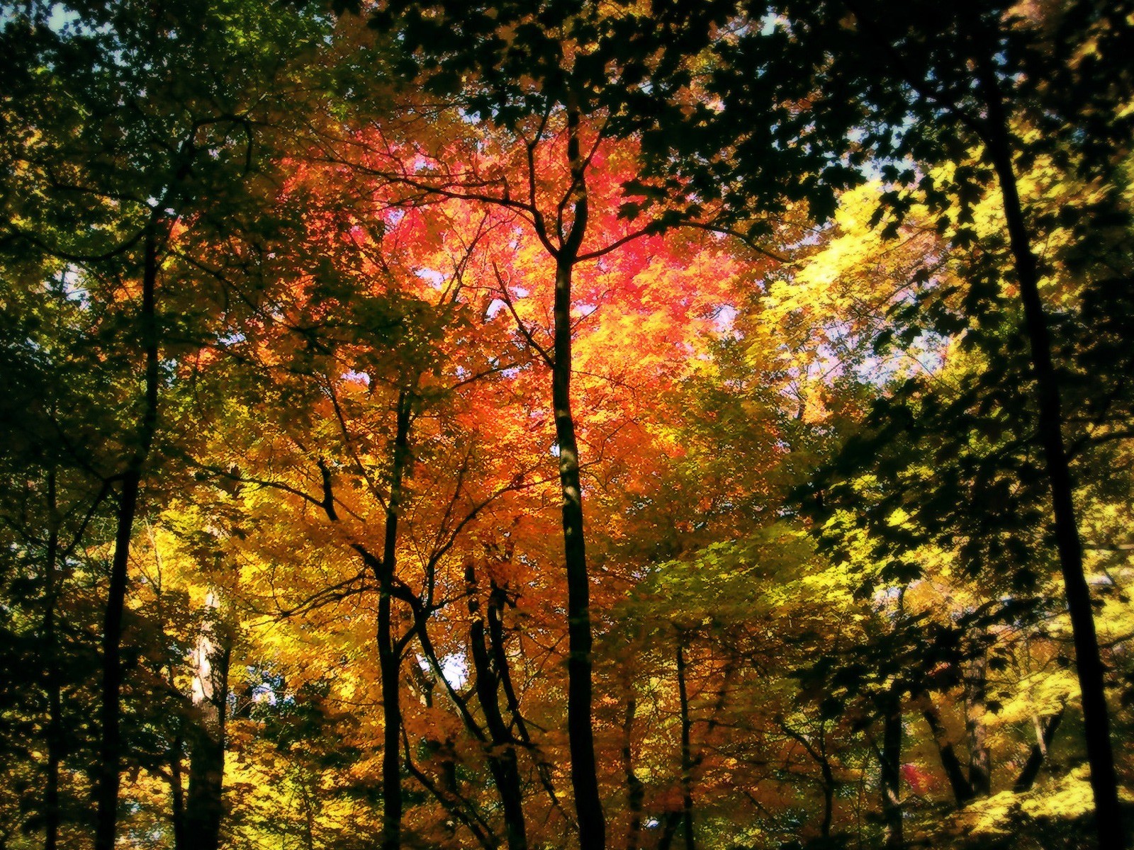Осенний лес картинки на телефон