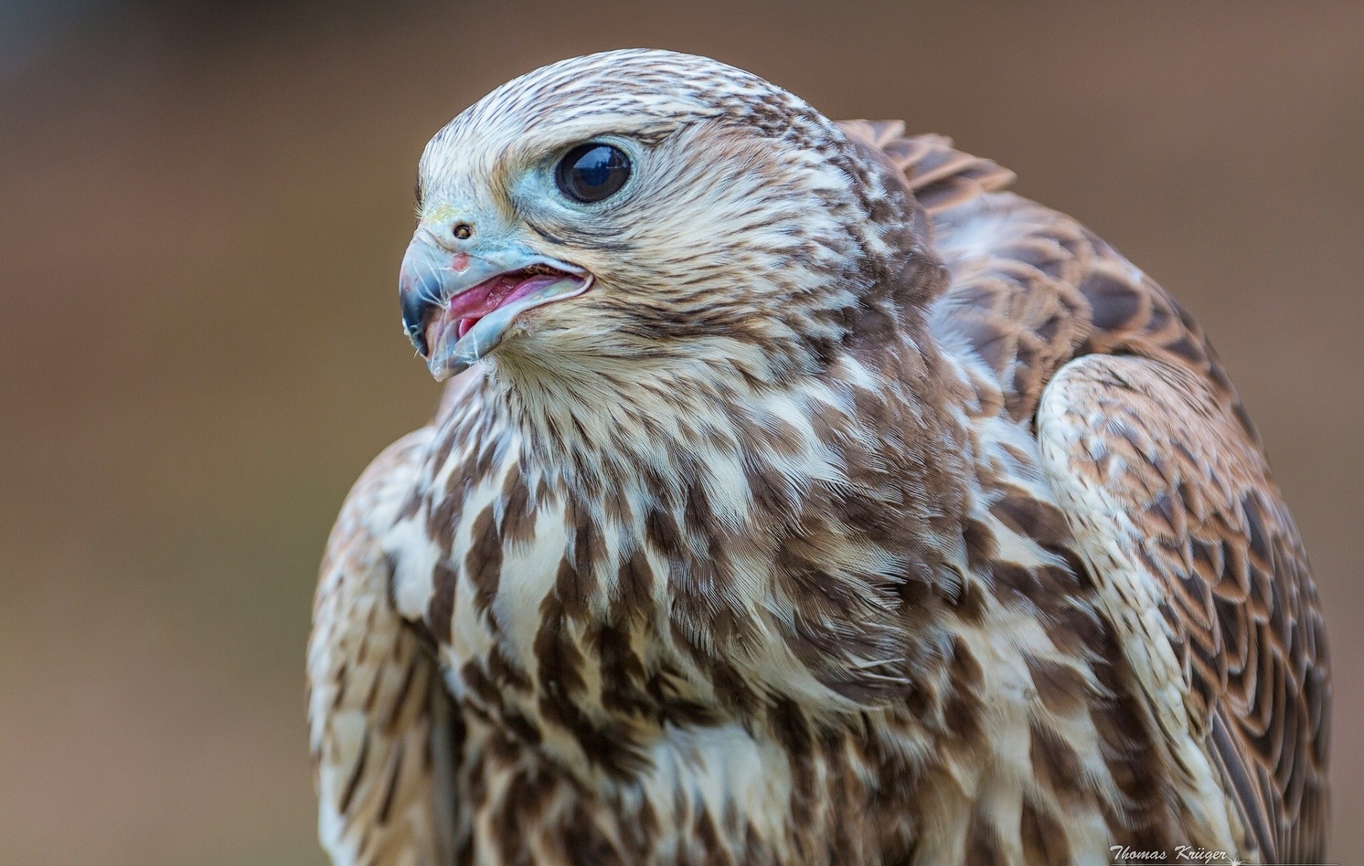 faucon oiseaux