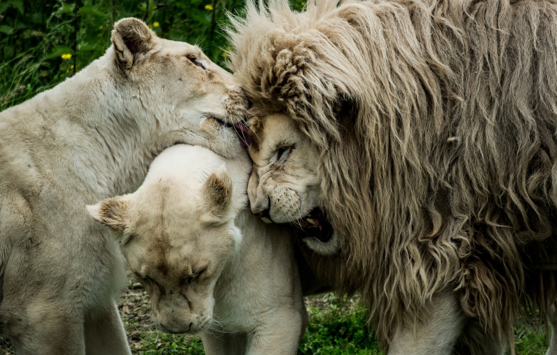 lions amour lionne crinière roi des bêtes lion