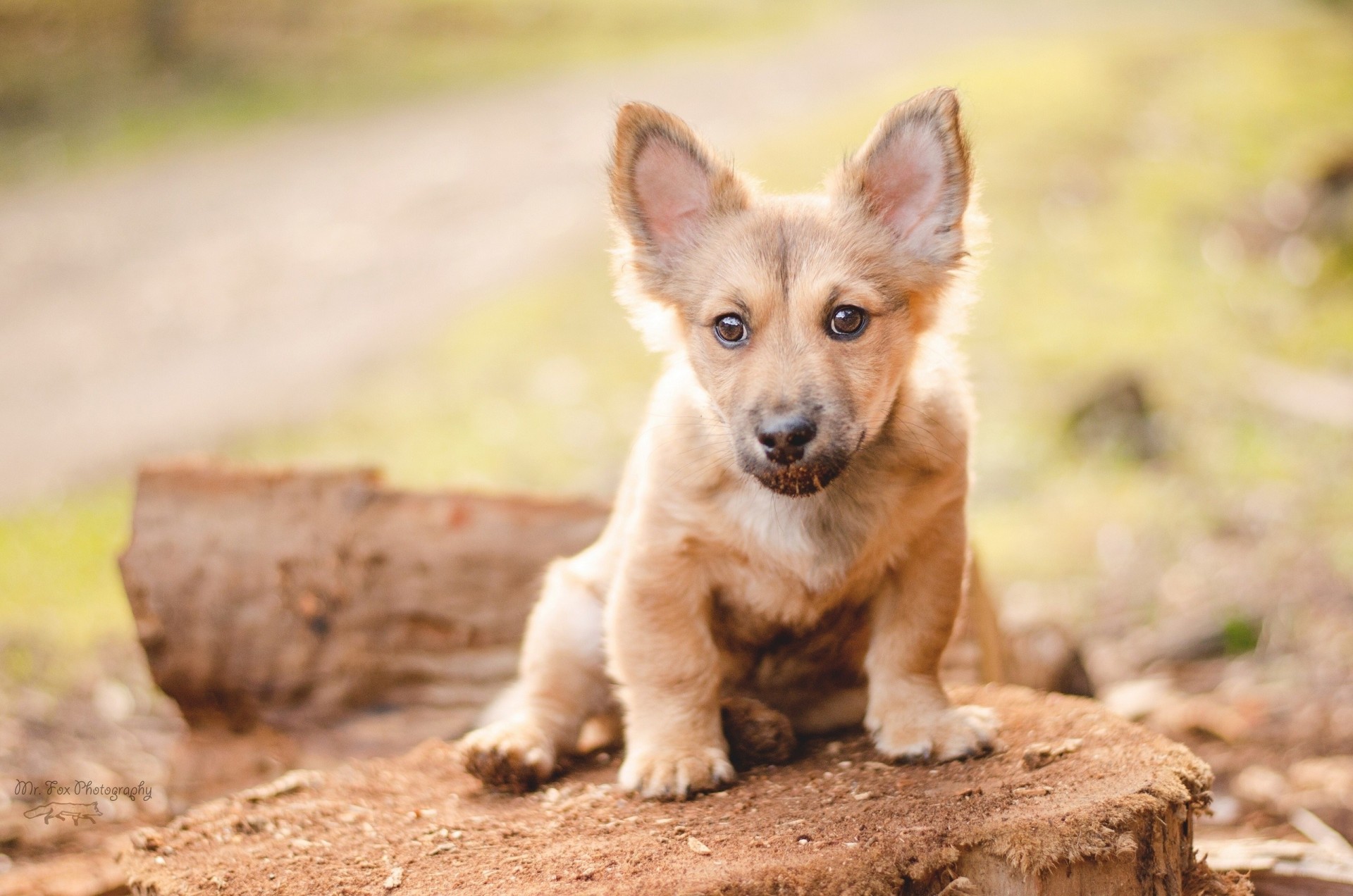 cane cucciolo welsh corgi