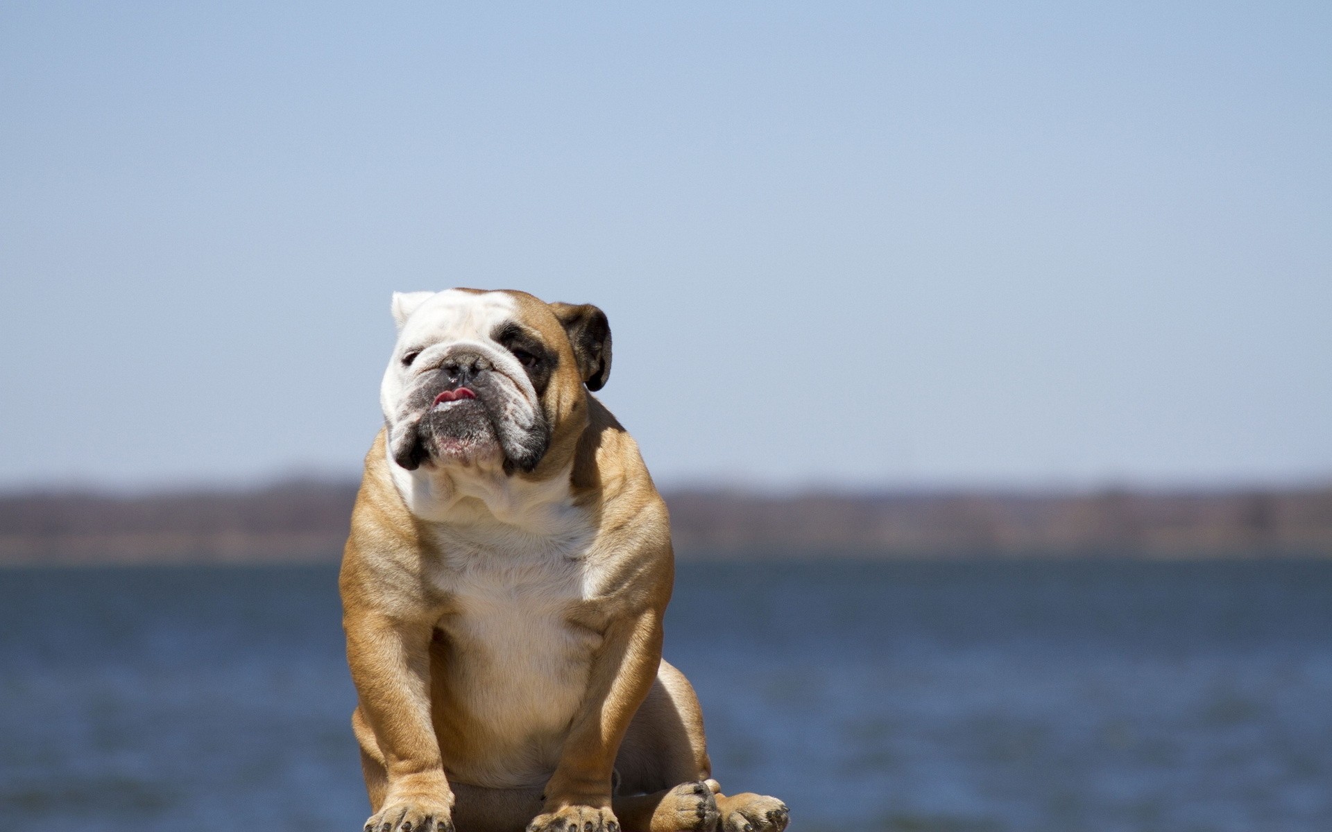 fond chien bulldog anglais