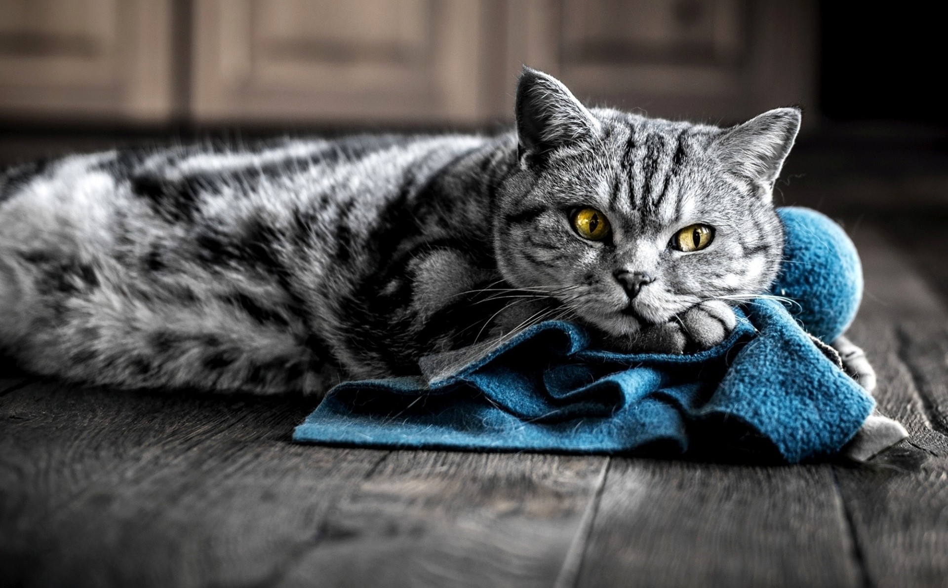 flowers grey striped cat