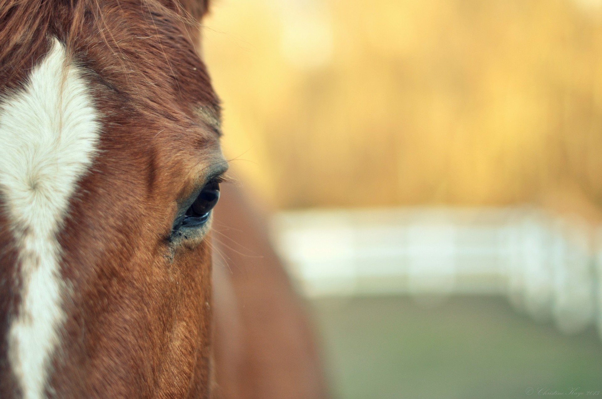 widescreen full screen teeth eyes background wallpaper horse animals blur