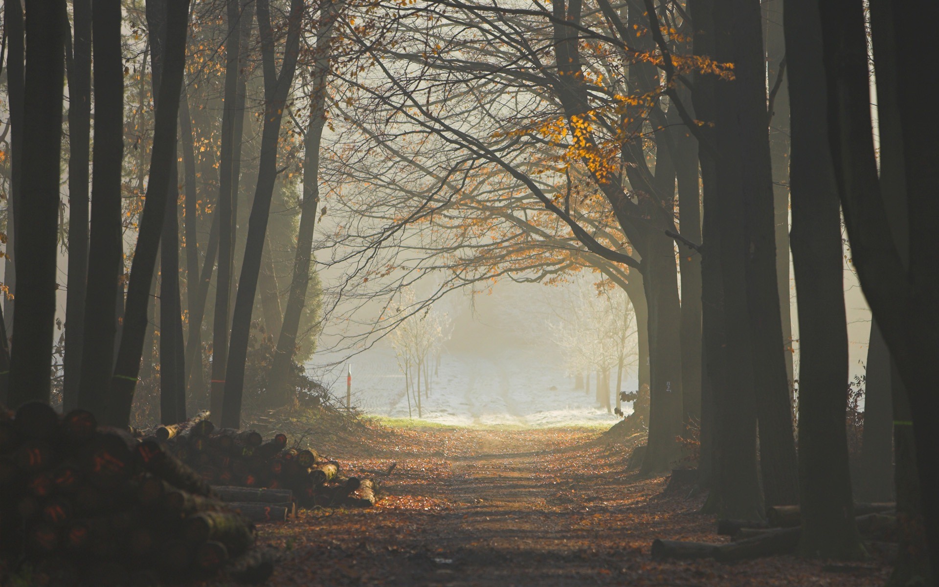 forêt brouillard arbres sentier rondins feuilles