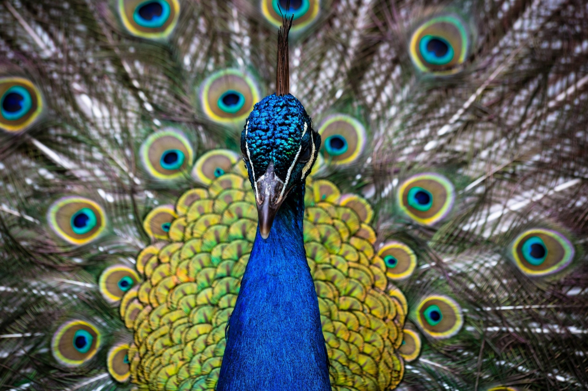 tail peacock head