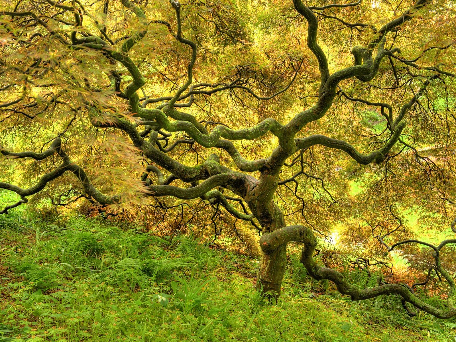 beautiful tree yellow