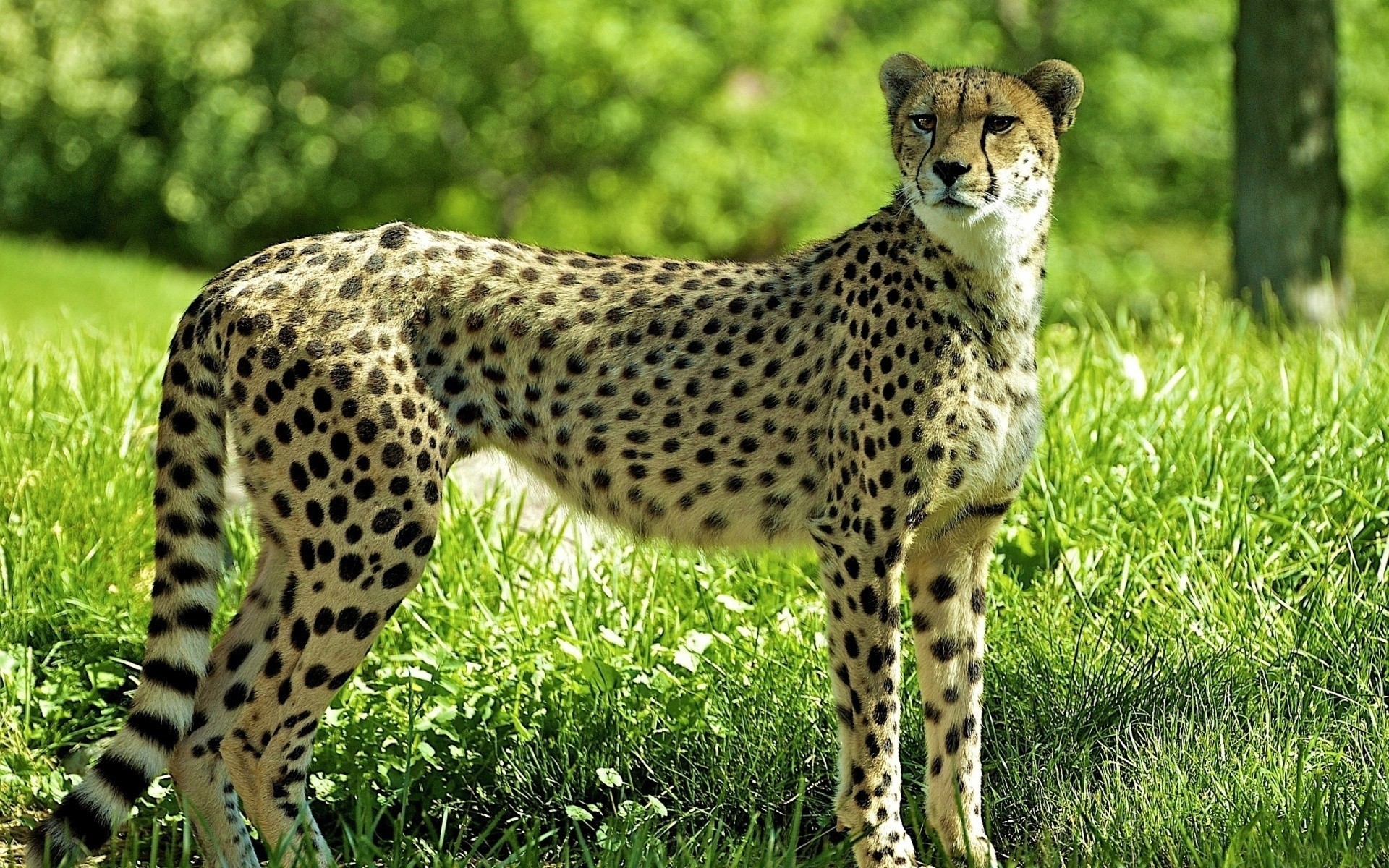 people forest grass cheetah