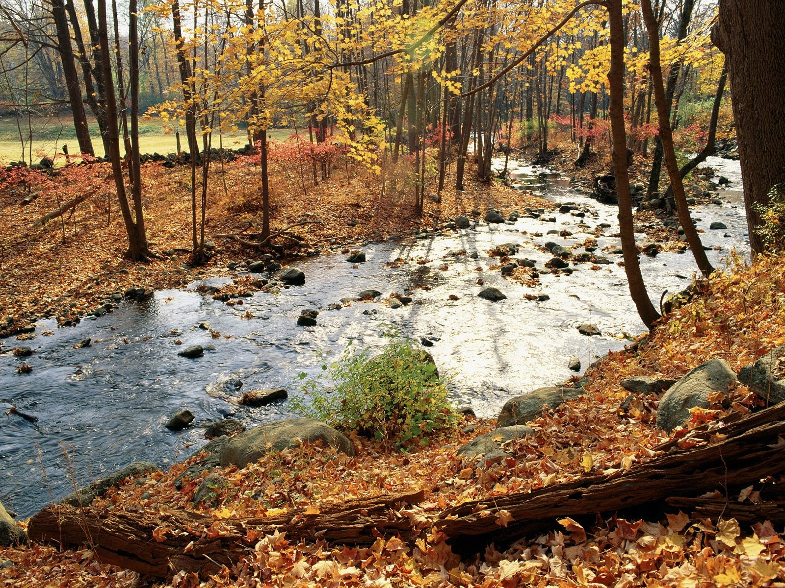 herbst blättern fluss