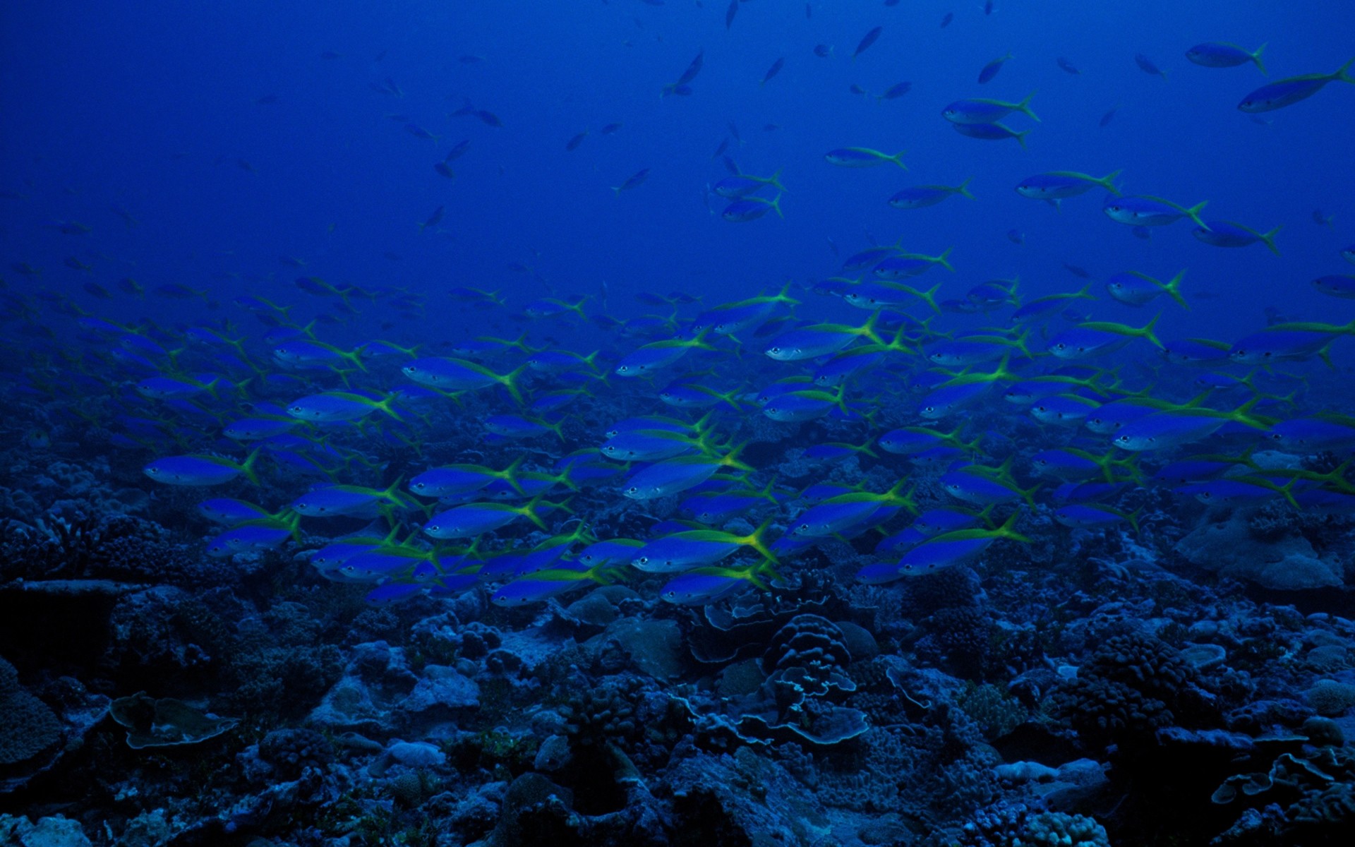 oceano acqua pesce