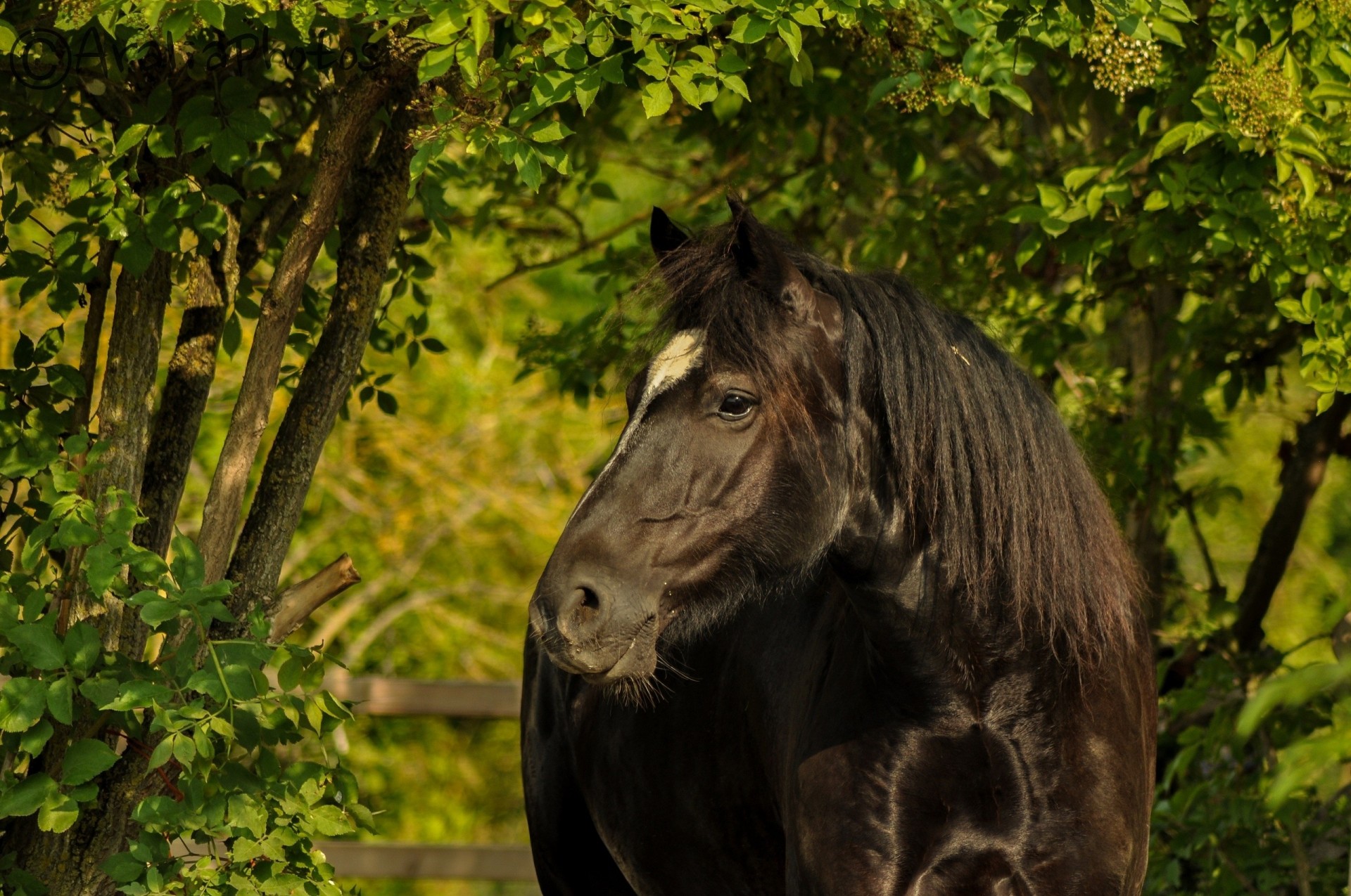 caballo oveja