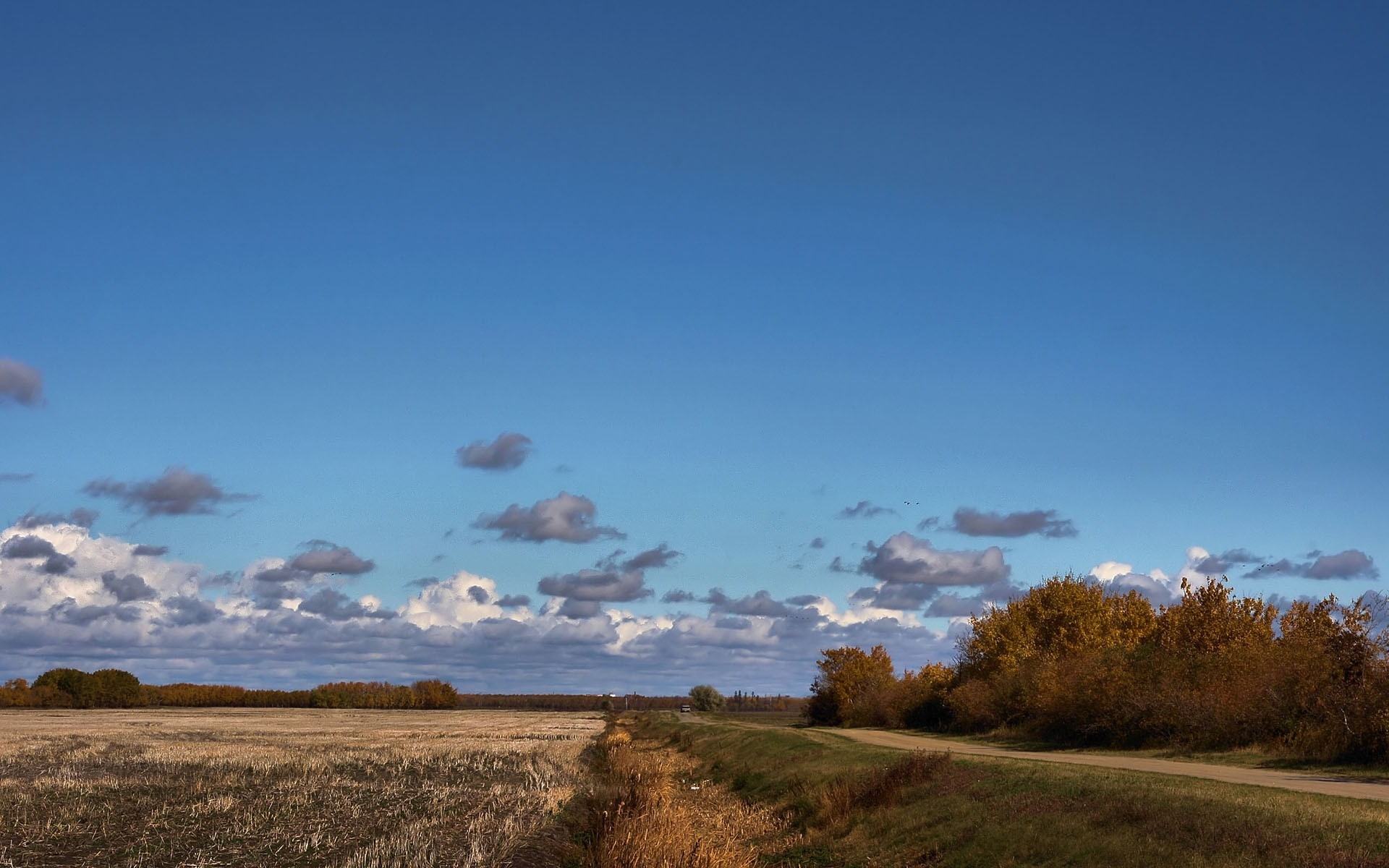 the field tree cloud