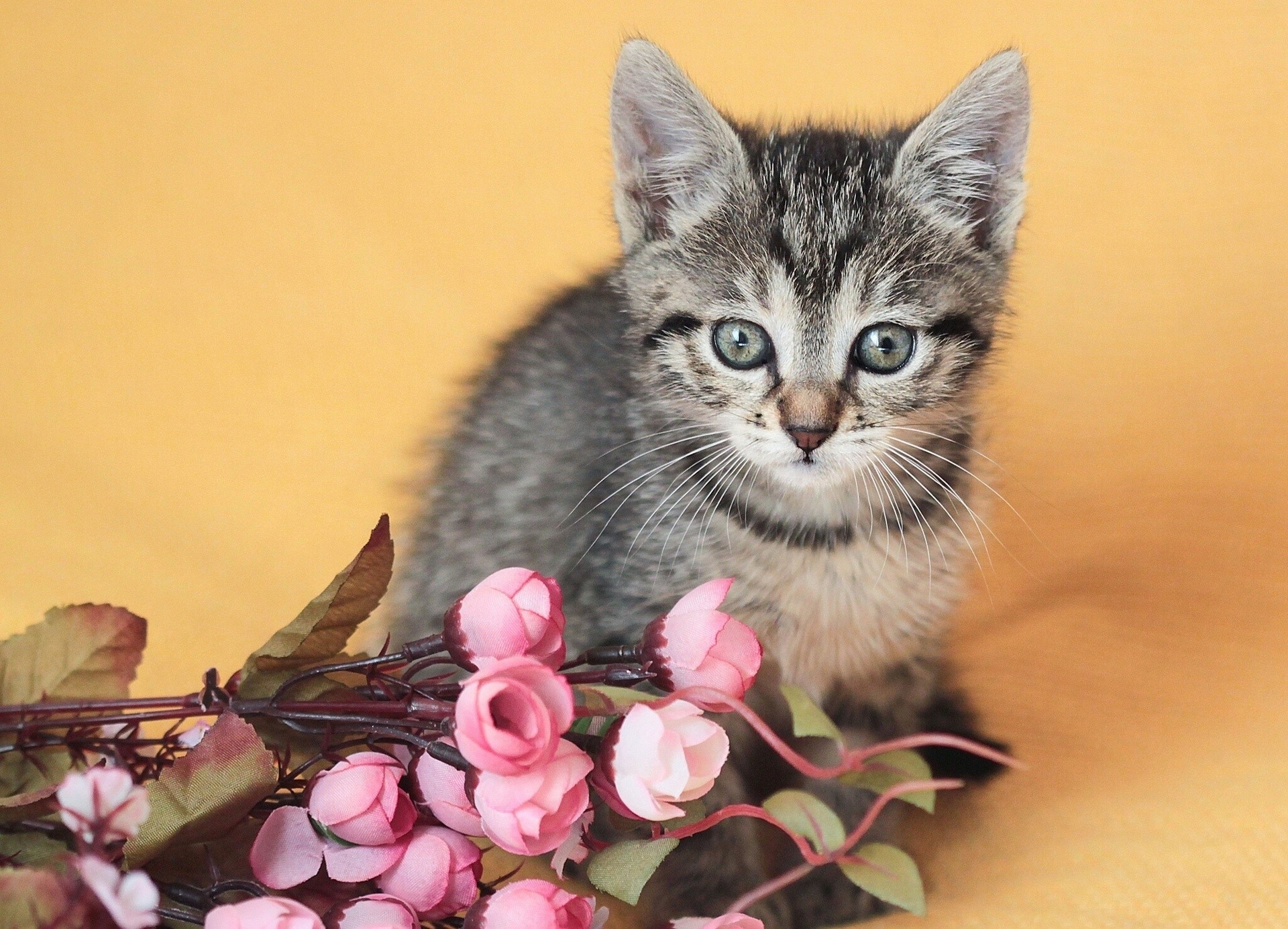 cat child flower