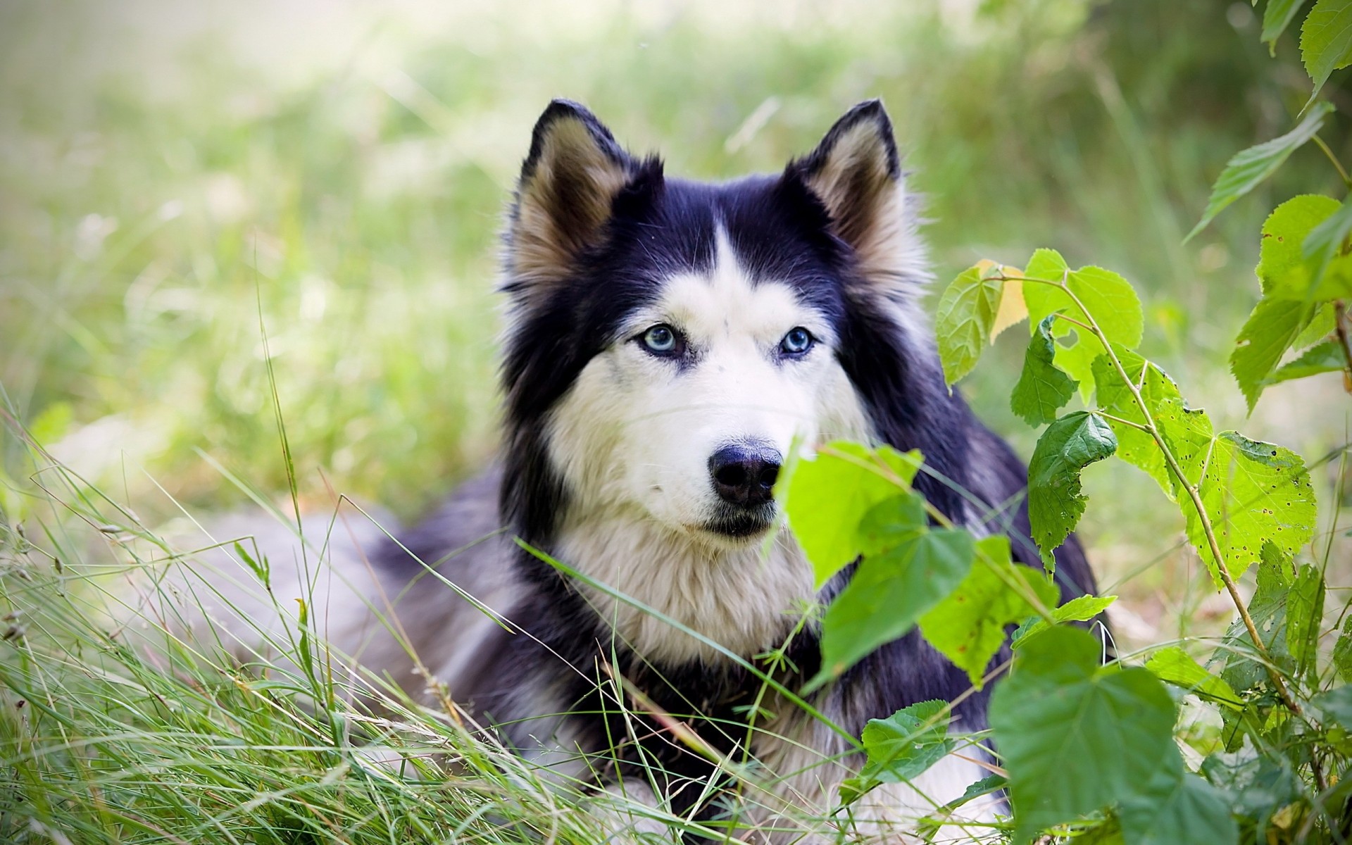 hund freund natur